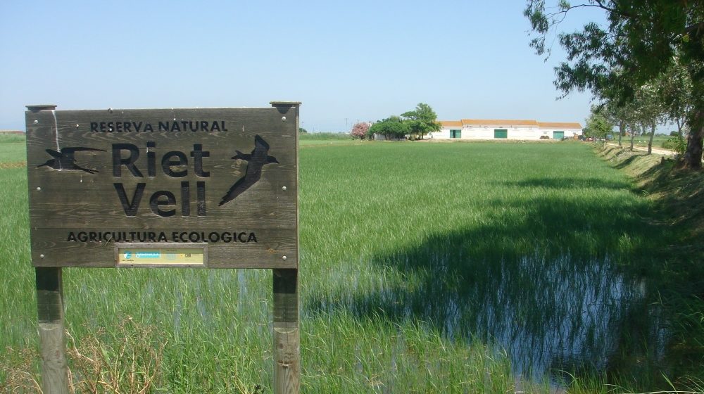 riet-vell